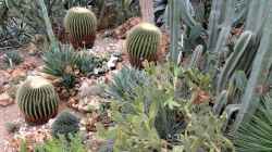 Kaktus-Oase: Ein Leitfaden zum Kakteenkauf mit grünen Tipps für blühende Freude