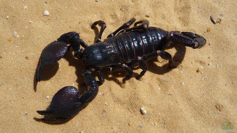 Faszinierende Mini-Monster: Ungefährliche Skorpione als exotische Haustiere