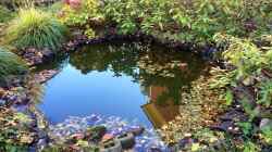 Gartenteich-Glück: Tipps zur Gartenarbeit, um den Teich zu schützen