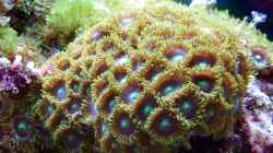 Ein Leitfaden für Anfänger: Die besten Korallen für dein Aquarium