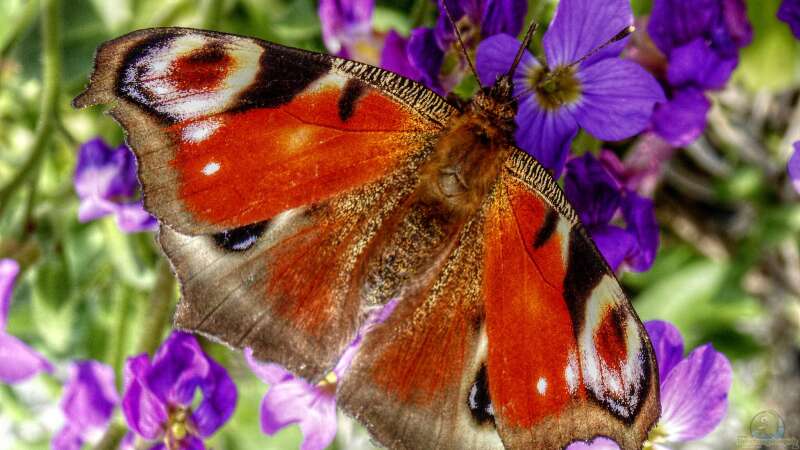 Schmetterlinge im Garten: Tipps und Tricks, um diese zauberhaften Wesen anzulocken
