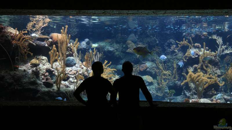 Tauch ein in die Welt der Aquaristik: Was sind Aquarianer und wie gestalten sie ihre Unterwasserwelten?