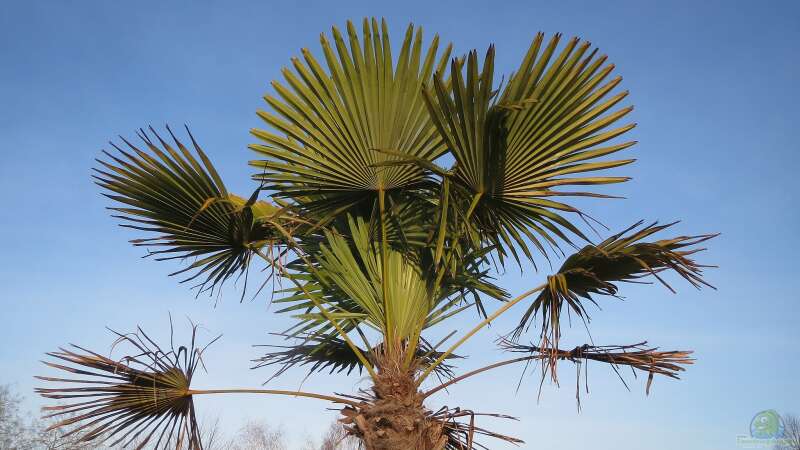 Exotische Schönheiten im eigenen Garten: Welche Palmenarten eignen sich für die Gestaltung eines tropischen Paradieses in Deutschland?