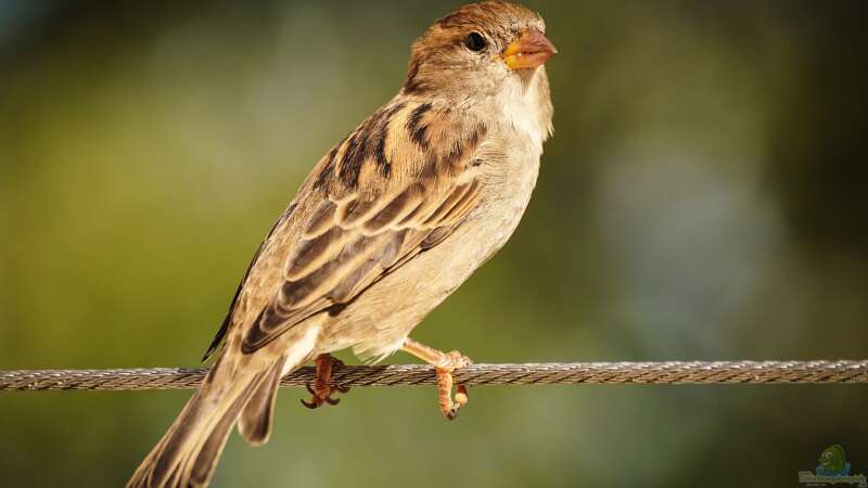 Buntes Biotop: Heimische Vogelarten am Gartenteich