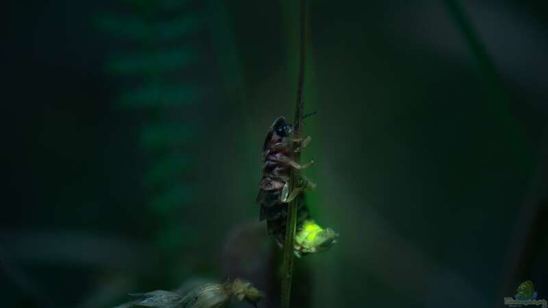Käfer mit eingebauter Beleuchtung: Das Glühwürmchen