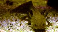 Der Artikel FAQs zur Haltung von Axolotls ist neu oder wurde geändert.