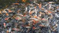 Der Artikel Koi-Karpfen und Goldfische gemeinsam im Teich halten: Eine gute Idee? ist neu oder wurde geändert.