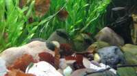 Der Artikel Aquarium einrichten: Welche Steine dürfen nicht ins Becken? ist neu oder wurde geändert.