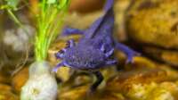Der Artikel Ein Axolotl halten: Welche Kosten entstehen? ist neu oder wurde geändert.