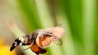 Der Artikel Ist ein Taubenschwänzchen selten? Alles über den faszinierenden Kolibrifalter im Garten ist neu oder wurde geändert.