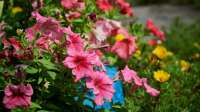 Der Artikel Petunien - Farbenprächtige Dauerblüher für Garten, Balkon und Terrasse ist neu oder wurde geändert.