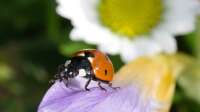 Der Artikel Biologische Schädlingsbekämpfung im Garten: Nachhaltige Methoden für gesunde Pflanzen und ein stabiles Ökosystem ist neu oder wurde geändert.