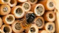 Der Artikel Bienenhotel im Garten - Lebensraum für Wildbienen schaffen und Biodiversität fördern ist neu oder wurde geändert.
