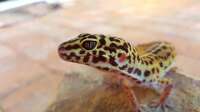 Der Artikel Wieviel kostet die Haltung eines Geckos? Ein umfassender Kostenüberblick für Einsteiger und Fortgeschrittene ist neu oder wurde geändert.