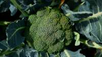 Der Artikel Superfood aus dem eigenen Garten ist neu oder wurde geändert.