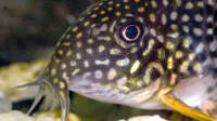 Der Artikel Panzerwelse: Unterschiedliche Arten der Gattung Corydoras vergesellschaften ist neu oder wurde geändert.