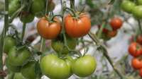 Der Artikel Tomaten nachreifen: So werden grüne Früchte nach der Ernte noch rot und aromatisch ist neu oder wurde geändert.