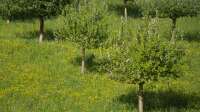 Der Artikel Ein neuer Obstbaum am alten Platz  ist neu oder wurde geändert.