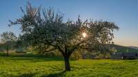 Der Artikel Jetzt pflanzen, später ernten - warum der Herbst die beste Zeit für viele Obstbäume ist ist neu oder wurde geändert.