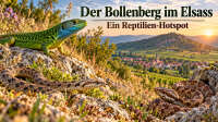 Der Artikel Der Bollenberg im Elsass - Ein Reptilien-Hotspot zwischen Trockenrasen und Weinbergen ist neu oder wurde geändert.