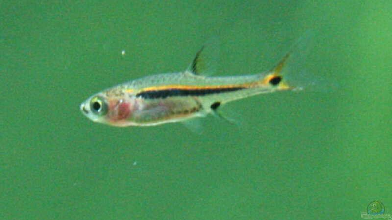 Was sind Nano-Fische und wie werden sie gehalten?
