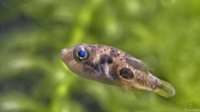 Klein aber oho: Erbsenkugelfische sind faszinierende Gesellen