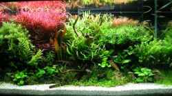Aquascaping - Was liegt 2023 im Trend?