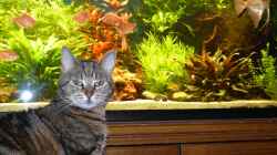 Katze und Fische gemeinsam in einem Haushalt