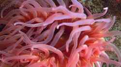 Meerwasseraquaristik: Haltung & Pflege von Anemonen