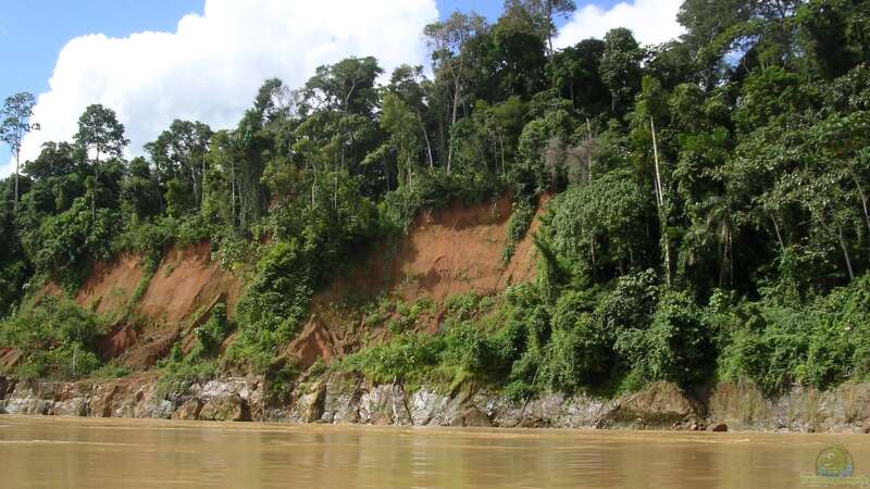 Die Zerstörung des Amazonas-Regenwaldes und ihre verheerenden Auswirkungen auf den Lebensraum von Zierfischen