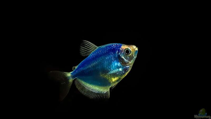 GloFish: Warum diese genetisch veränderten Fische in einigen Ländern verboten sind