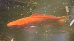 Warum jagen sich die Goldfische im Teich?