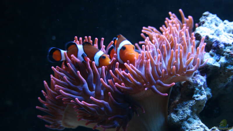 Die Top 5 Anemonen-Arten für dein Aquarium
