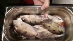 Früher oder später immer ein Thema: Tote Fische richtig entsorgen
