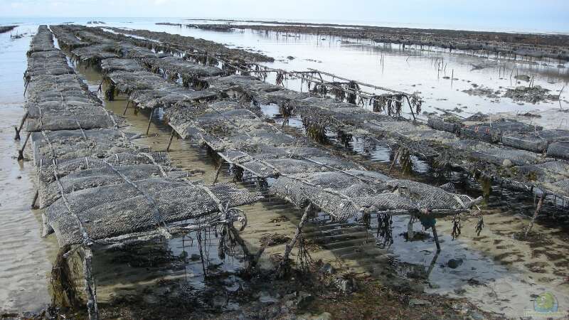 Austernzucht: Die Geheimnisse hinter den Meeresdelikatessen