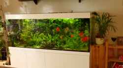 10 Tipps für üppiges Pflanzenwachstum im Aquarium: Ein Leitfaden für Aquarienliebhaber