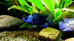 Namen von Zuchtformen in der Aquaristik: Blue Dempsey