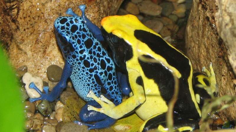 Amphibien im Paludarium halten: Wie geht es richtig?