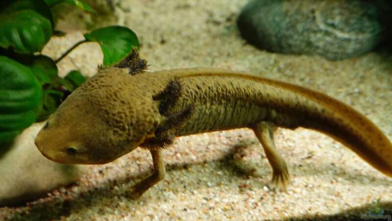 Eine Herausforderung: Axolotl mögen es kühl