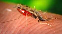 Effektive Stechmückenbekämpfung mit BTI - Ein Leitfaden für ein mückenfreies Zuhause