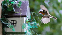 Ein Zuhause im Grünen: Vogelhäuser am Gartenteich richtig platzieren