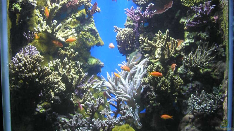 Die häufigsten Probleme im Meerwasseraquarium