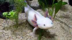 Warum sind Aaxolotl so süß? 