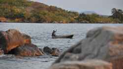 Fang von Buntbarschen am Malawisee