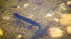 Molche im Teich: Faszinierende Tiere im heimischen Gewässer