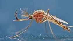 Tipps zur Stechmückenprävention: So halten Sie Ihren Gartenteich frei von Mückenlarven