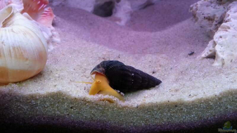 Warum graben sich Schnecken im Aquarium ein?