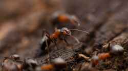 Kleine Krabbler im Fokus: Die Ameisenfarm