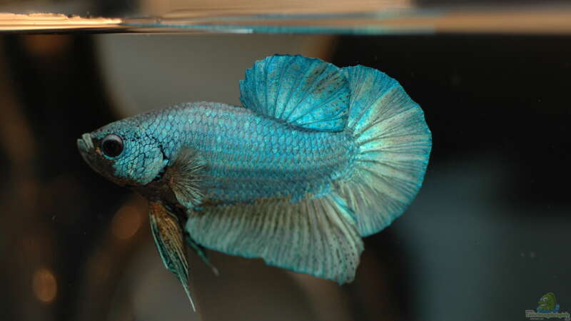 Kurzflossige Plakat-Kampffische: Ein Farbspektakel im Aquarium