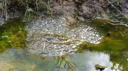 Algen im Teich: Ursachen, Probleme und Lösungen